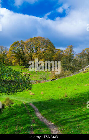 Loughrigg Tarn Lake Road, Parc National de Lake District, Cumbria, Angleterre, Royaume-Uni, Europe. Banque D'Images