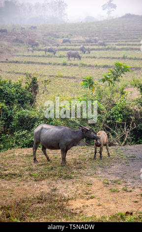 Les buffles paissant sur des rizières en terrasses dans les régions rurales du Laos. Banque D'Images