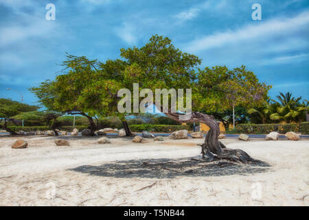 Arbre flamboyant (divi-divi tree) sur la plage à Aruba. Banque D'Images