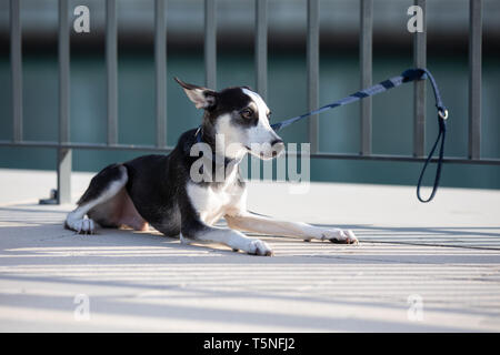 Mélange de Husky à trois pattes breed puppy avec heterochromia iridis (différentes couleurs de yeux) à la triste bien que liée à une clôture sur une rive du fleuve en milieu urbain setti Banque D'Images