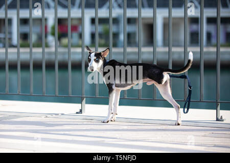 Mélange de Husky à trois pattes breed puppy avec heterochromia iridis (différentes couleurs de yeux) alors que l'article lié à une clôture sur une rive du fleuve en milieu urbain. Banque D'Images