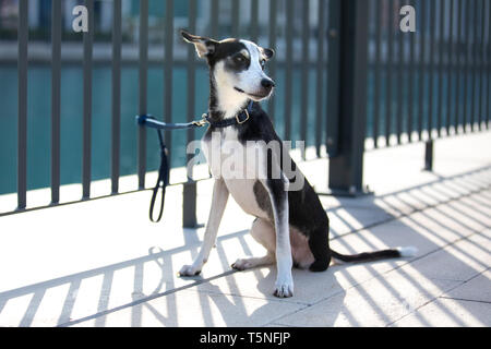 Portrait d'un mélange de Husky à trois pattes breed puppy avec heterochromia iridis (différentes couleurs de yeux) liée à une clôture sur une rive du fleuve en milieu urbain. Banque D'Images