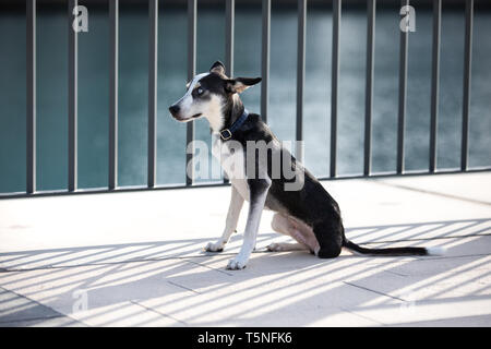 Mélange de Husky à trois pattes breed puppy avec heterochromia iridis (différentes couleurs de yeux) liée à une clôture sur une rive du fleuve en milieu urbain. Dubaï, Émirats arabes unis. Banque D'Images