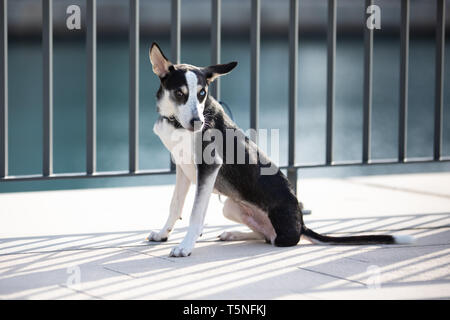 Mélange de Husky à trois pattes breed puppy avec heterochromia iridis (différentes couleurs de yeux) liée à une clôture sur une rive du fleuve en milieu urbain. Dubaï, Émirats arabes unis. Banque D'Images