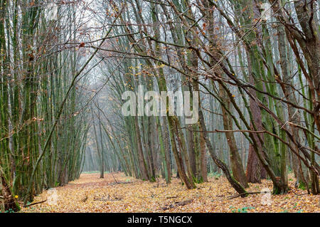 Rouge et jaune feuilles d'arbres, la route dans la forêt d'automne Banque D'Images