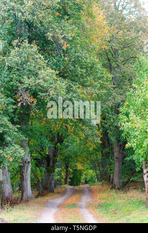 Rouge et jaune feuilles d'arbres, la route dans la forêt d'automne Banque D'Images