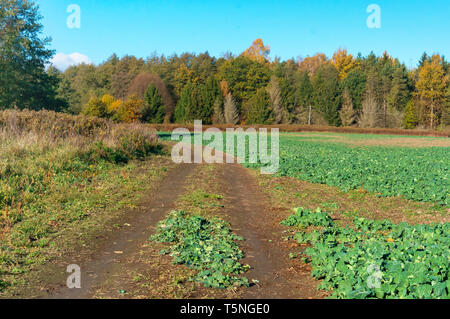 Rouge et jaune feuilles d'arbres, la route dans la forêt d'automne Banque D'Images