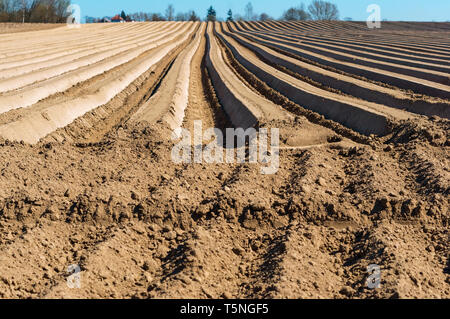 Champ labouré au printemps, doux sillons de terres agricoles Banque D'Images