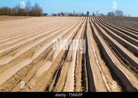 Champ labouré au printemps, doux sillons de terres agricoles Banque D'Images