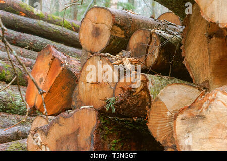 Les arbres abattus dans la forêt, l'exploitation forestière sur le bord des routes Banque D'Images