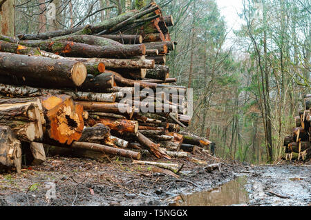 Les arbres abattus dans la forêt, l'exploitation forestière sur le bord des routes Banque D'Images