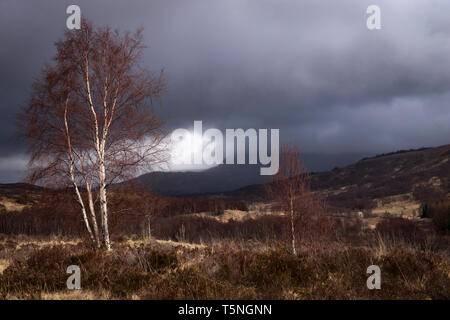 Le dirigeant d'une silver birch tree illuminé par un rayon de soleil contre un arrière-plan montagneux orageux. Mars 2019 Banque D'Images