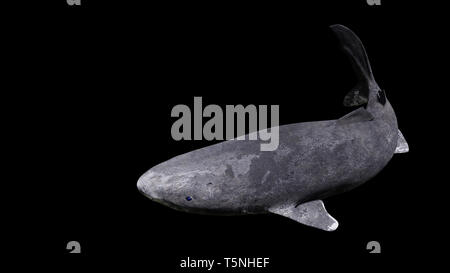 La natation, le requin du Groenland Somniosus microcephalus isolé sur fond noir Banque D'Images