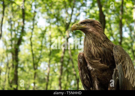 Les jeunes de sexe féminin des pygargues-eagle, Haliaeetus albicilla Accipitridae, Norvège, Banque D'Images