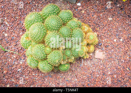 Grappe de plantes de cactus rondes vertes poussant sur le paillis de gravier rouge dans un jardin, affichant des épines pointues et des aiguilles El Palmera Palm Elche Alicante Banque D'Images
