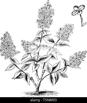 Cette photo montre une habitude et détaché simple fleur d'Hydrangea paniculata grandiflora la tige, les feuilles et fleurs en forme d'étoile originaire du sud de l'un Illustration de Vecteur