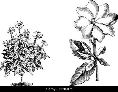 Une photo montre l'habitude et détachée seule fleur de Gardenia Thunbergia. La fleur de cette plante est blanc, parfumé et large avec de longs tubes. Je Illustration de Vecteur