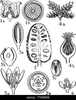 Cette photo montre une partie de fleur. Cette photo montre une croissance des commandes. Cette photo montre un pétale, la stigmatisation, les semences, anthère, tous les composants internes Illustration de Vecteur