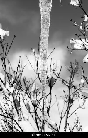 Membres de l'arbre de glaçons pendant à des températures glaciales en hiver, Banque D'Images