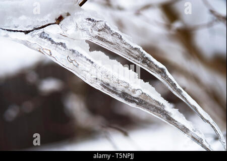 Membres de l'arbre de glaçons pendant à des températures glaciales en hiver, Banque D'Images