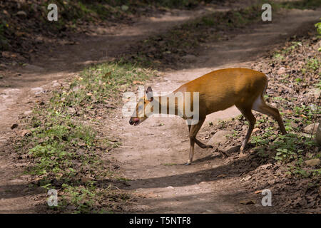 Le chevreuil ou l'Aboiement ou du muntjac indien Muntiacus muntjak crossing road à Jim Corbett National Park. Banque D'Images