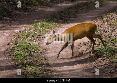 Le chevreuil ou l'Aboiement ou du muntjac indien Muntiacus muntjak crossing road à Jim Corbett National Park. Banque D'Images