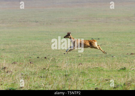 Spotted Deer ou Axis axis en itinérance Dhikala grassland à Jim Corbett National Park en Inde Banque D'Images