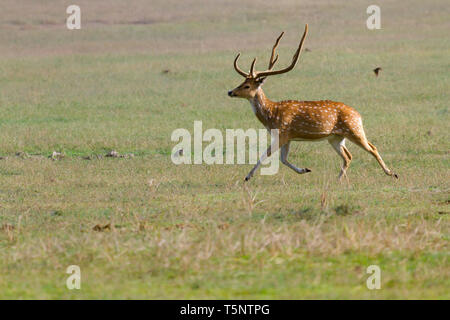 Spotted Deer ou Axis axis en itinérance Dhikala grassland à Jim Corbett National Park en Inde Banque D'Images