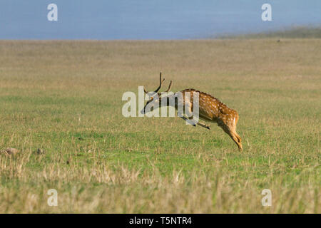 Spotted Deer ou Axis axis en itinérance Dhikala grassland à Jim Corbett National Park en Inde Banque D'Images