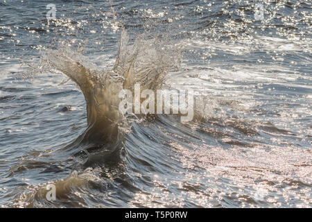 Le fracas des vagues en arrière-éclairé par le soleil du matin Banque D'Images