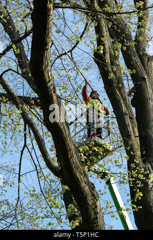 Travailleur sur un chariot élévateur, d'élagage sur les arbres le long de la route fédérale no. 1 dans la zone urbaine de Dortmund, Allemagne Banque D'Images