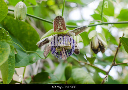 Les bourgeons et fleurs de Passiflora platyloba Banque D'Images