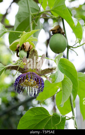 Fruits et fleurs de Passiflora platyloba Banque D'Images