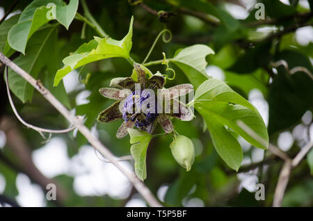 Les bourgeons et fleurs de Passiflora platyloba Banque D'Images