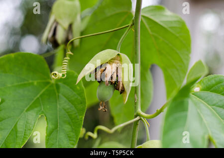 Les bourgeons et fleurs de Passiflora platyloba Banque D'Images