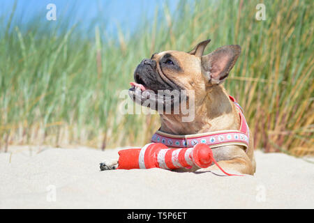 Petit plaisir brown Bouledogue français chien couché et profiter de vacances à la plage au soleil avec faisceau maritime et toy Banque D'Images