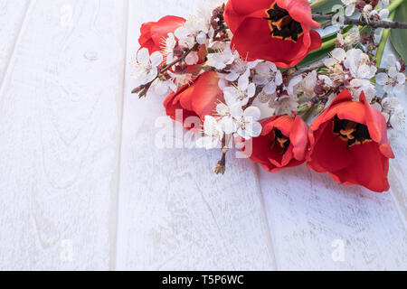 Un bouquet de tulipes rouges et les branches de fleurs blanches contre les tableaux blancs. Place pour le texte. Le concept du printemps a venir. Vue de dessus. Ma Bannière Banque D'Images