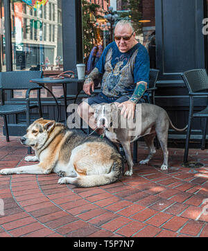 Pit-Bull et le loup Banque D'Images