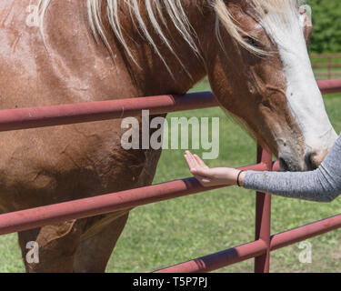 L'alimentation à la main femme cheval lourd belge au niveau de l'exploitation en Amérique du Nord du Texas, Banque D'Images