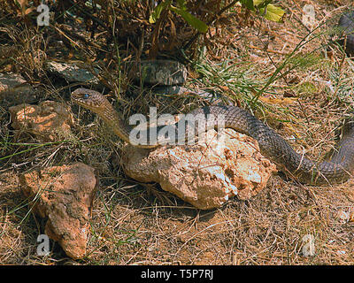 Un grand serpent fouet dans les sous-bois, France Banque D'Images