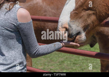 L'alimentation à la main femme cheval lourd belge au niveau de l'exploitation en Amérique du Nord du Texas, Banque D'Images