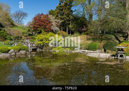 Flore à la colline japonais-et-étang dans le Jardin Jardin botanique de Brooklyn à Brooklyn, New York le 24 avril 2019. Banque D'Images