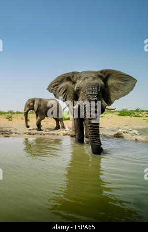Bush africain Elephant - Loxodonta africana, membre emblématique de l'Afrique de cinq grands, Safari dans le parc d'Etosha, Namibie. Banque D'Images