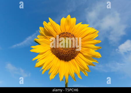 Capitule inflorescence / commune de tournesol (Helianthus annuus) cultivé comme culture pour ses fruits comestibles et de l'huile comestible Banque D'Images