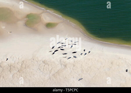 Vue aérienne sur colonie de phoques communs (Phoca vitulina) et le phoque gris (Halichoerus grypus) reposant sur le banc de sable, mer des Wadden Parc National, Allemagne Banque D'Images