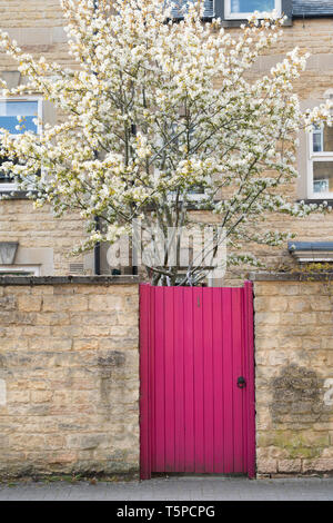 En bois Rose Garden Gate et cherry tree in spring. , Cotswolds Chipping Norton, Oxfordshire, Angleterre Banque D'Images