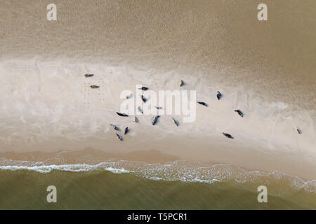 Vue aérienne sur colonie de phoques communs (Phoca vitulina) et le phoque gris (Halichoerus grypus) reposant sur le banc de sable, mer des Wadden Parc National, Allemagne Banque D'Images