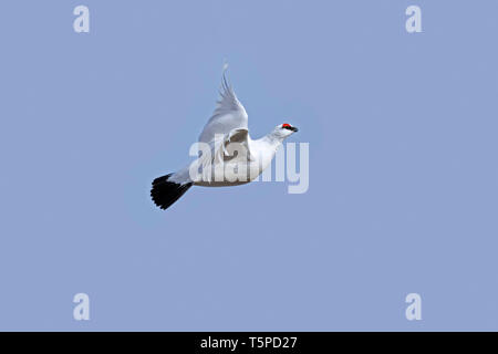 Le lagopède alpin (Lagopus muta / Lagopus mutus) mâle en plumage d'hiver en vol, Ecosse, Royaume-Uni Banque D'Images