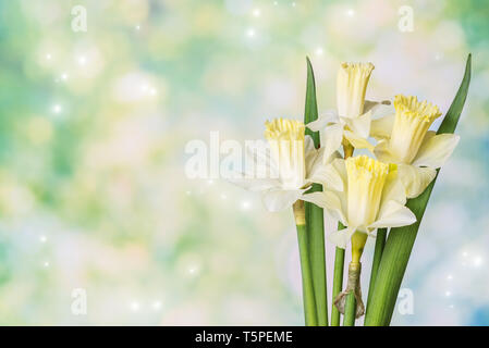 Magnifique bouquet de fleurs de narcisses jaunes sur un fond vert avec des points culminants de la lumière et de l'espace pour le texte. Mise en page pour carte postale ou invita Banque D'Images