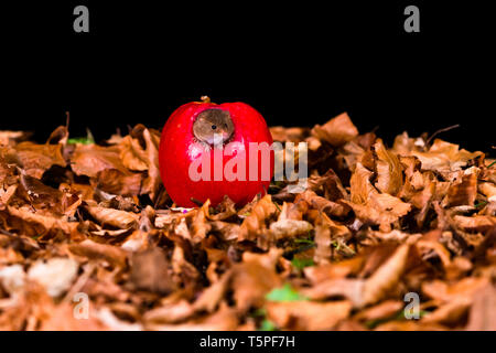 Souris d'Eurasie (Micromys minutus) assis dans pomme rouge - libre avec selective focus Banque D'Images